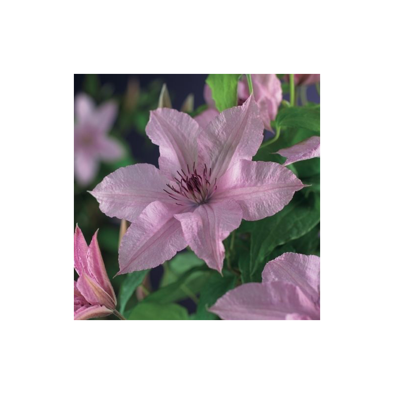 Clematis Hagley Hybrid