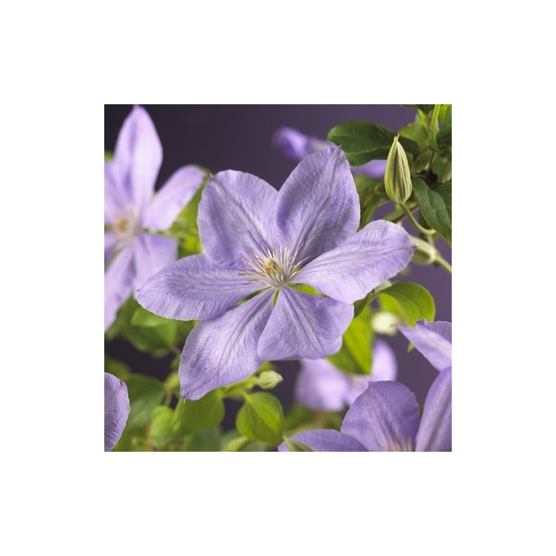 Clematis Mrs Cholmondeley