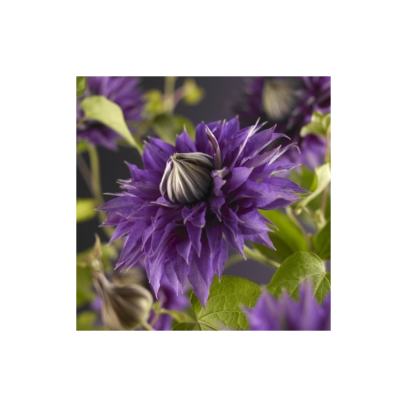 Clematis Multi Blue