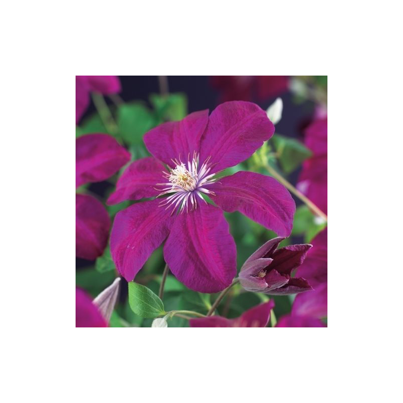 Clematis Rouge Cardinal