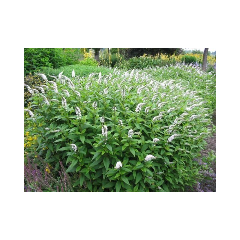 Lysimachia clethroides - 6 stuks