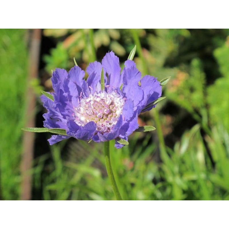 Scabiosa Clive Greaves - 6 stuks