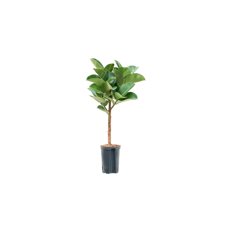 Ficus Elastica Cloe op stam 