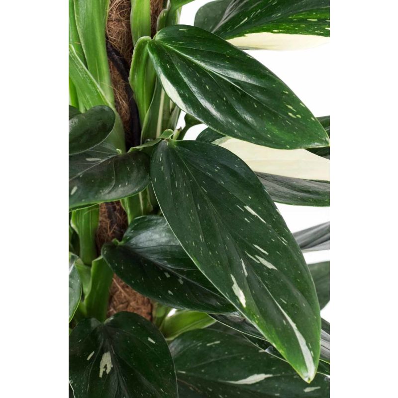 Philodendron Cobra mosstok