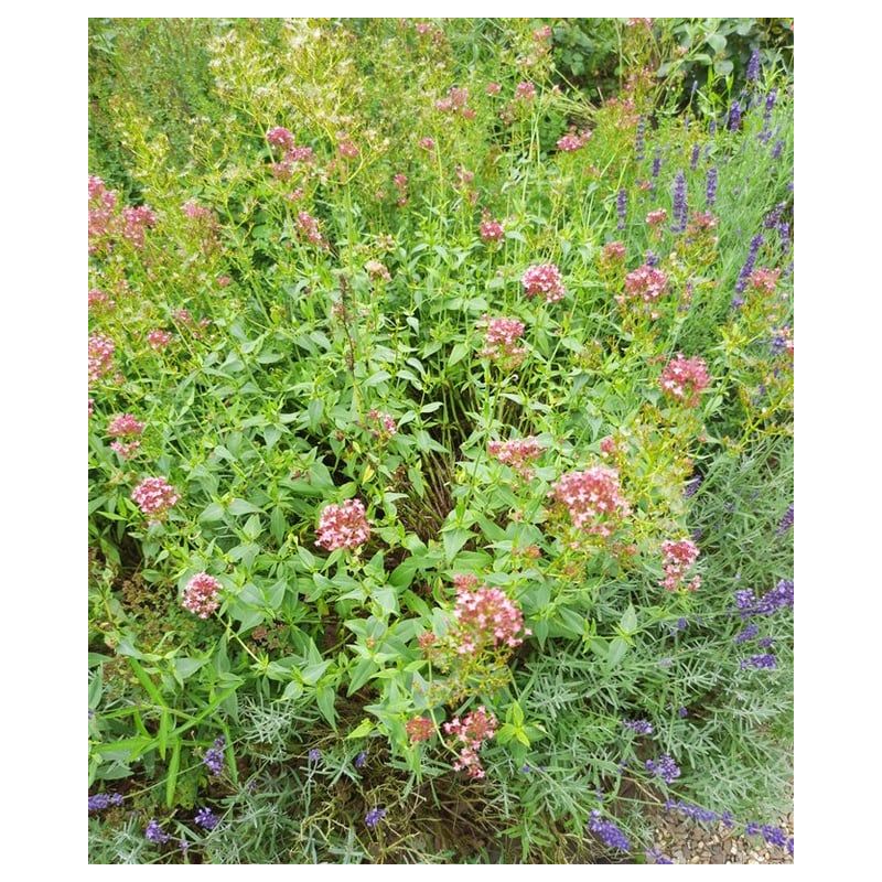 Centranthus Coccineus - 6 stuks