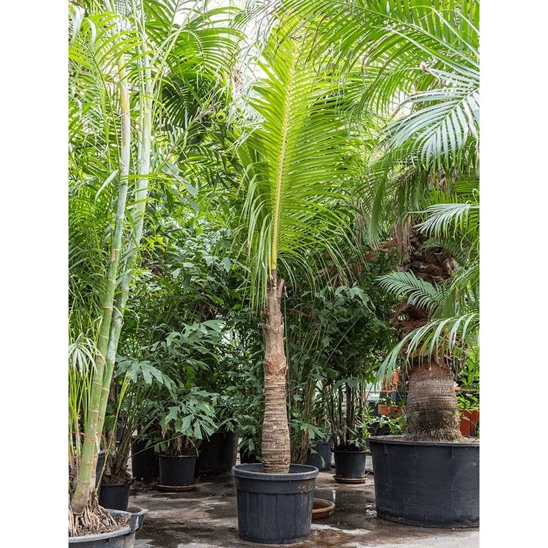 Cocos Nucifera XXXXL