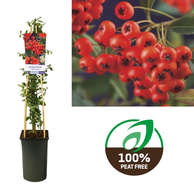 Pyracantha Red Column