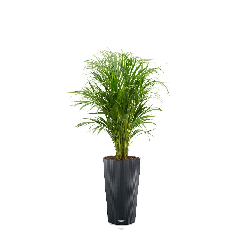 Areca Lutescens in watergevende Cilindro antraciet