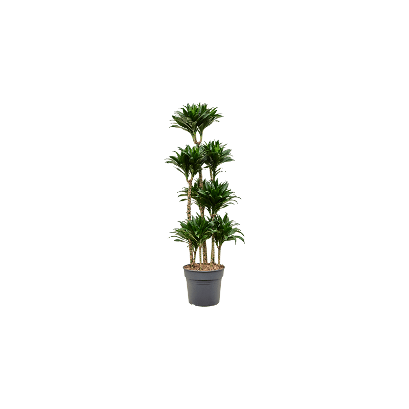 Dracaena Compacta carrousel