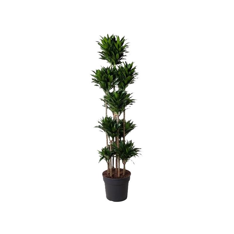 Dracaena Compacta carrousel