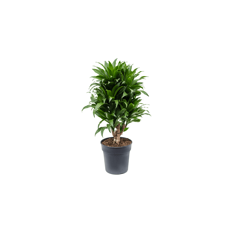 Dracaena Compacta vertakt