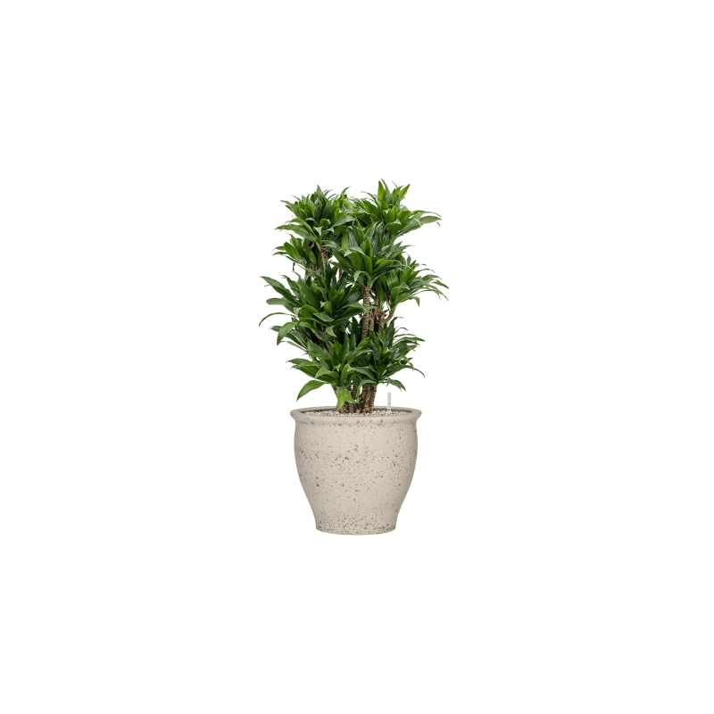 Dracaena Compacta vertakt