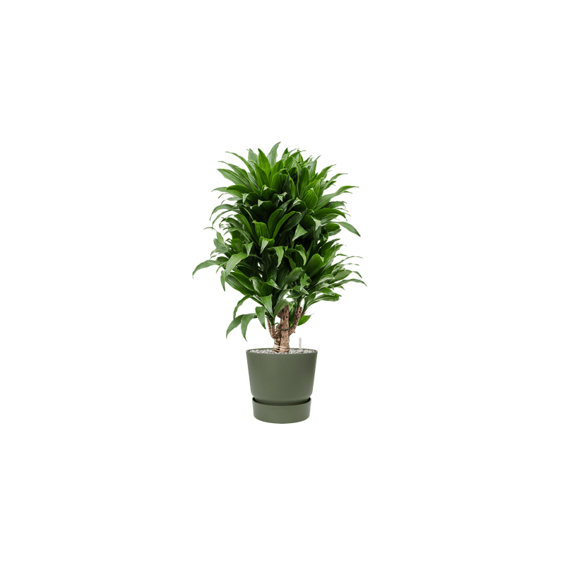 Dracaena Compacta vertakt