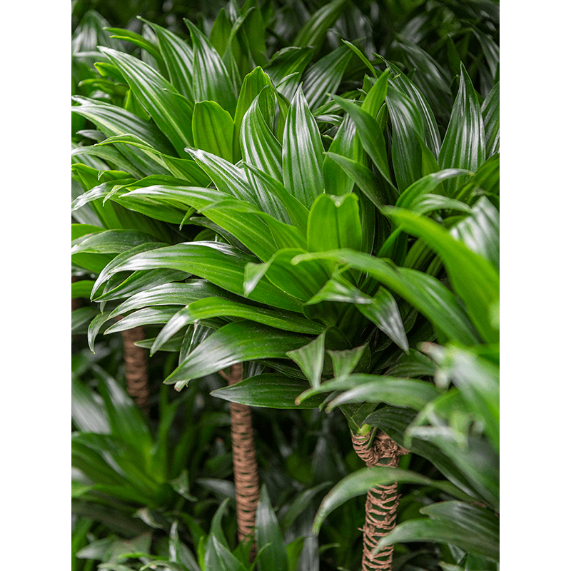 Dracaena Compacta in Baq Opus HammeredDracaena fragrans 'Compacta' in Baq Opus Hammered Globe Goud