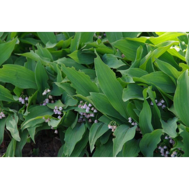 Convallaria Rosea - 6 stuks