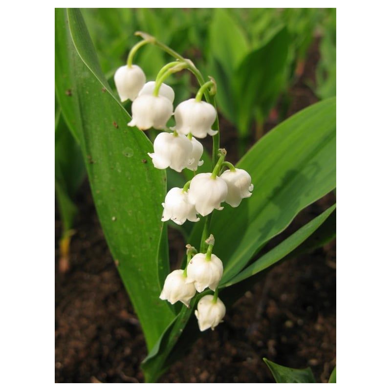 Convallaria majalis - 6 stuks