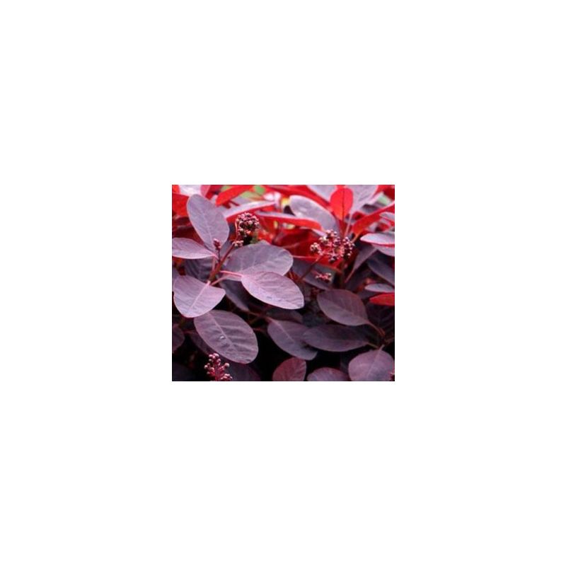 Cotinus Royal Purple 