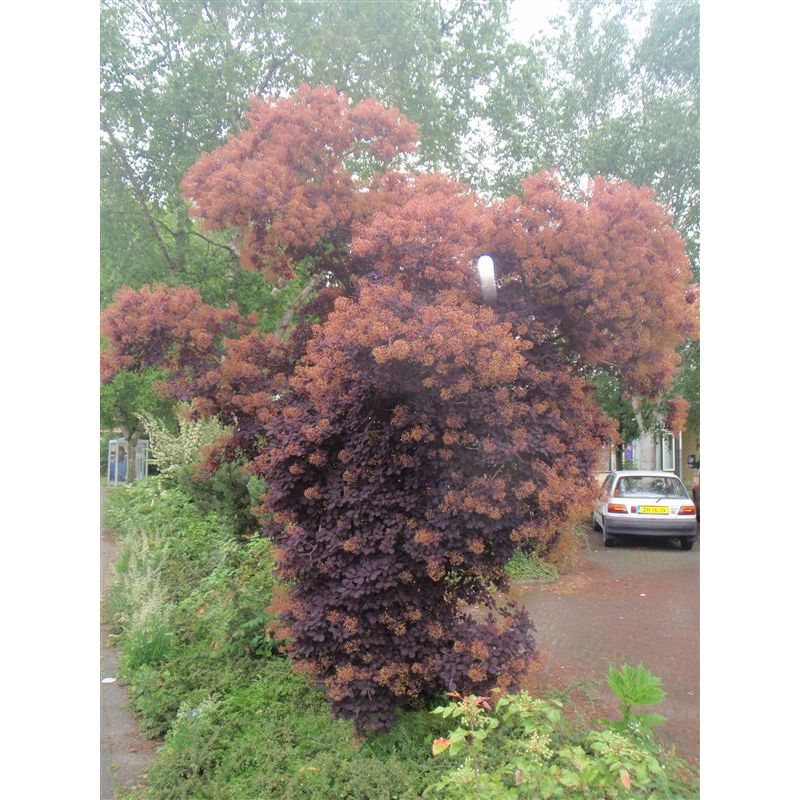 Cotinus Royal Purple 