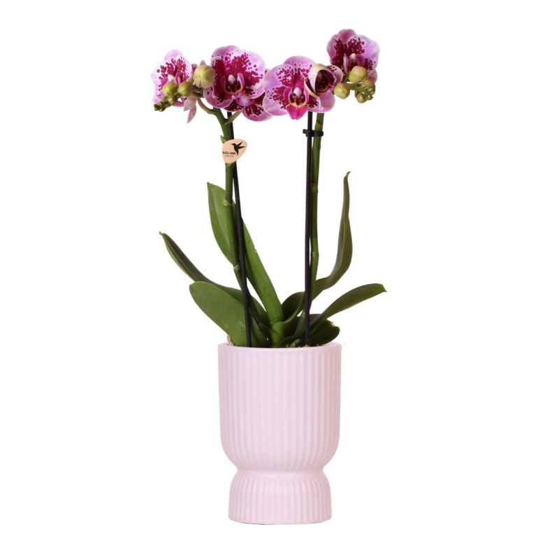 Orchidee in Coupe pink