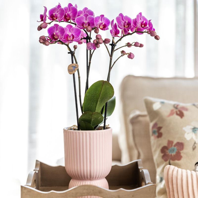 Orchidee in Coupe pink