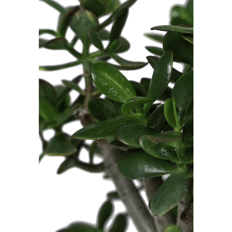 Crassula ovata in Vibes Fold