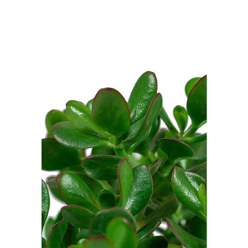 Crassula Ovata