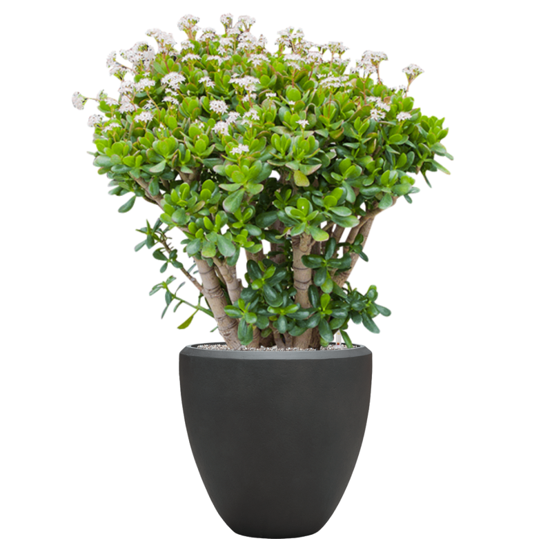 Crassula ovata in Baq Nucast Couple Grijs