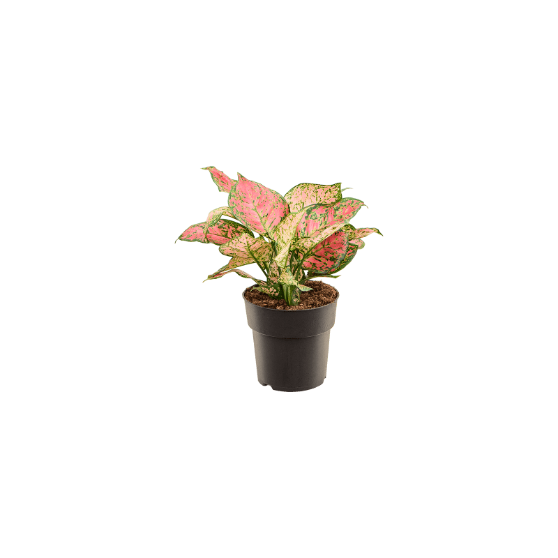 Aglaonema Crimson Love