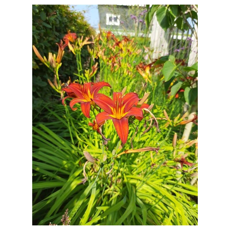 Hemerocallis Crimson Pirate - 6 stuks