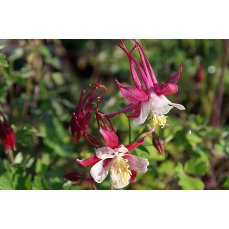 Aquilegia Crimson Star - 6 stuks