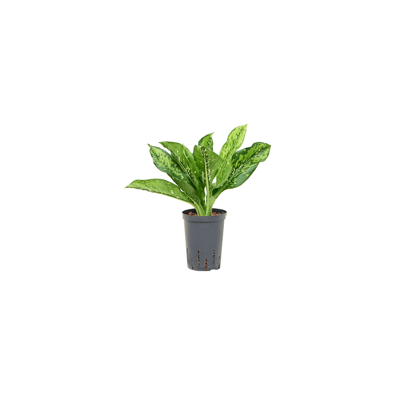 Dieffenbachia Crocodile