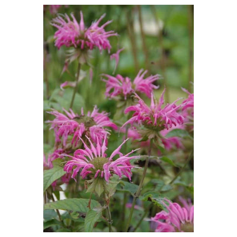 Monarda Corftway Pink - 6 stuks