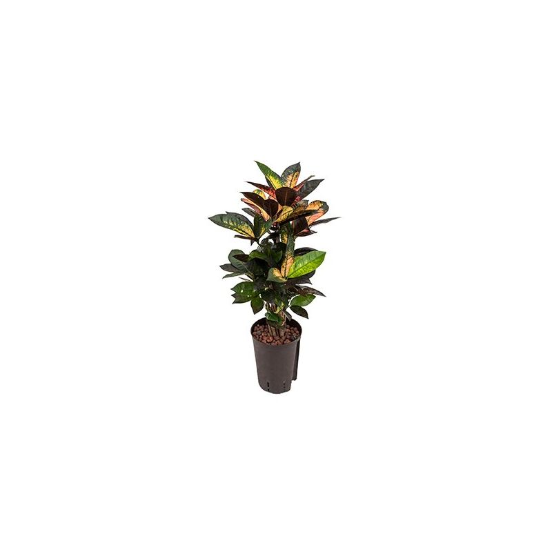 Croton Variegatum Iceton