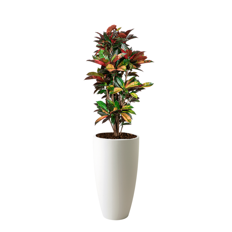 Croton Variegatum Iceton in Pure Soft wit