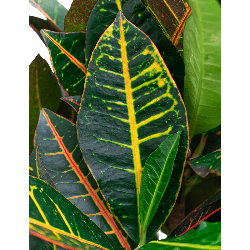 Croton Petra hydrocultuur in Runner rond zwart