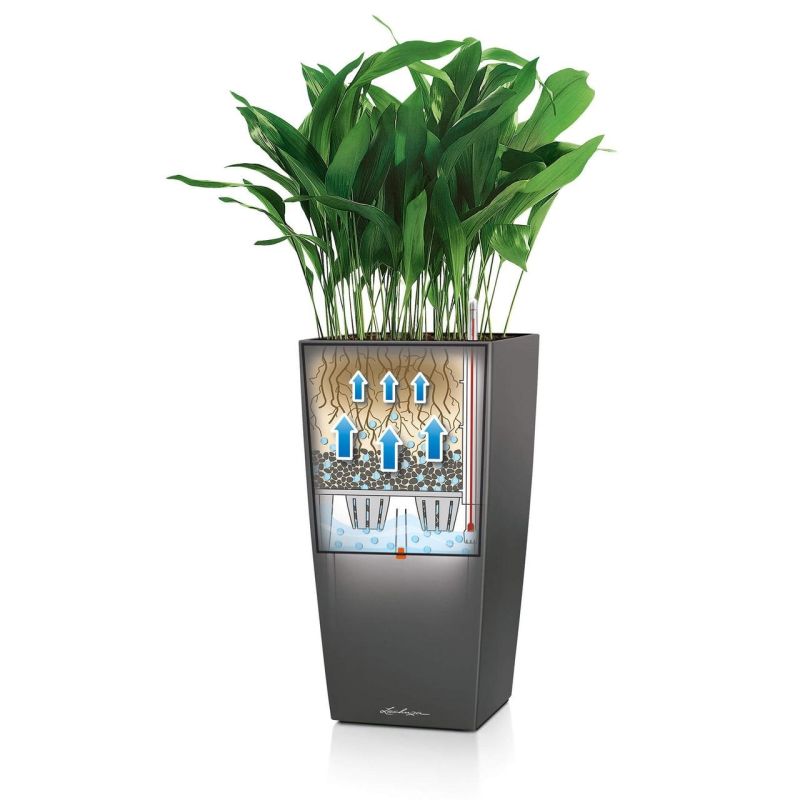 Aspidistra Himalaya in watergevende Cubico Alto bruin