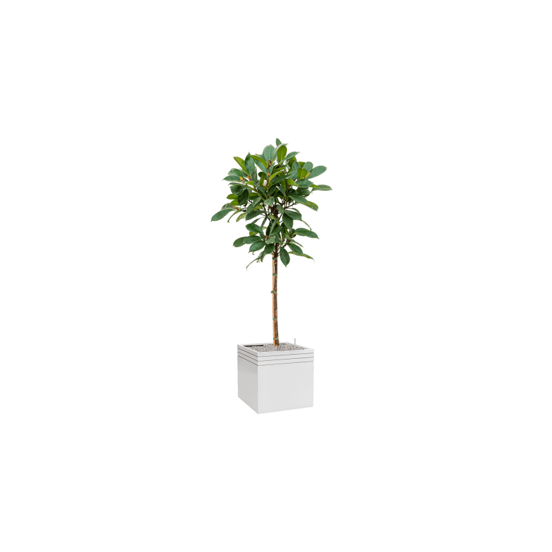 Ficus Cyathistipula op stam