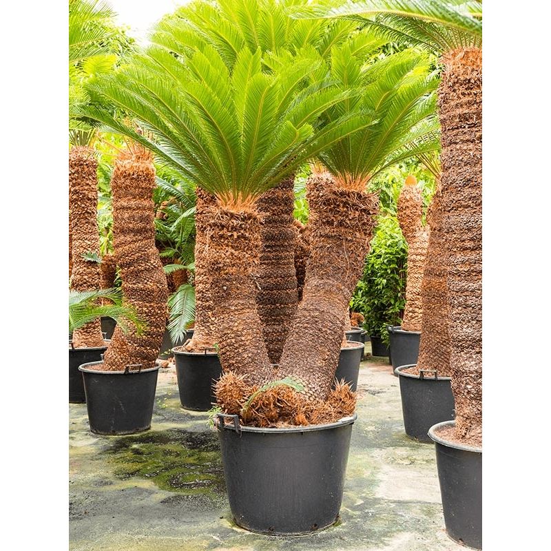 Cycas Revoluta 2-stam 