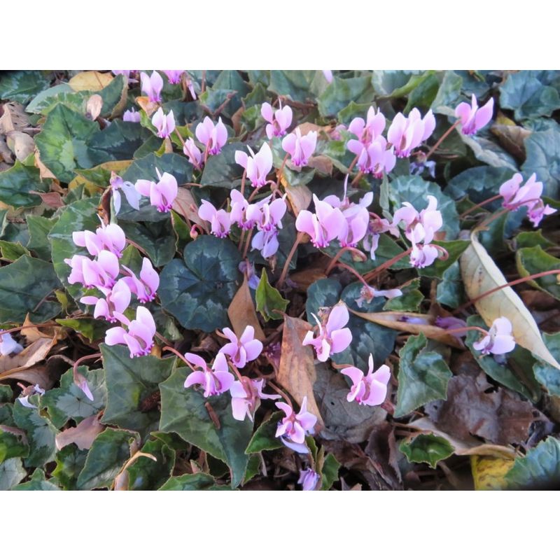 Cyclamen hederifolium - 6 stuks