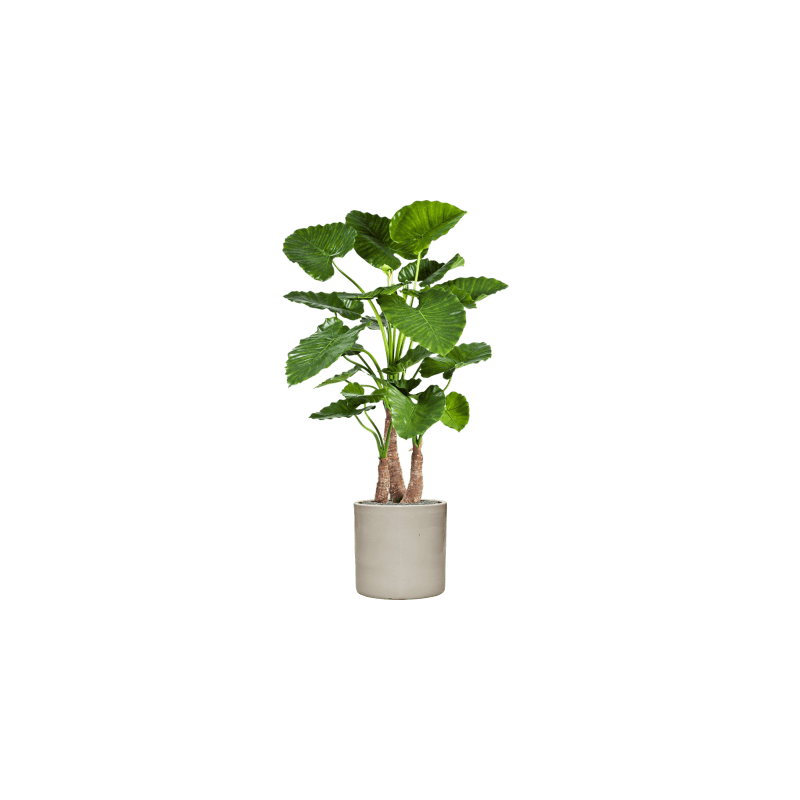 Alocasia Calidora in Cylinder Ceramic Crème - kunstplant