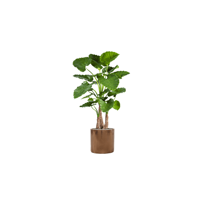 Alocasia Calidora in Cylinder Ceramic Goud - kunstplant