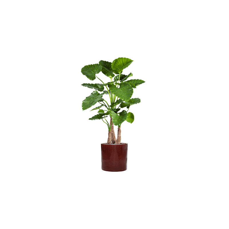 Alocasia Calidora in Cylinder Ceramic Rood - kunstplant