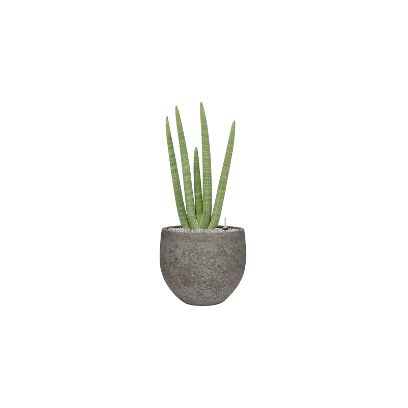 Sansevieria cylindrica Handshake