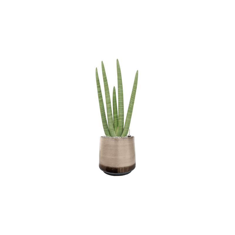 Sansevieria cylindrica Handshake