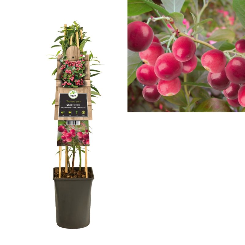 Vaccinium Pink Lemonade