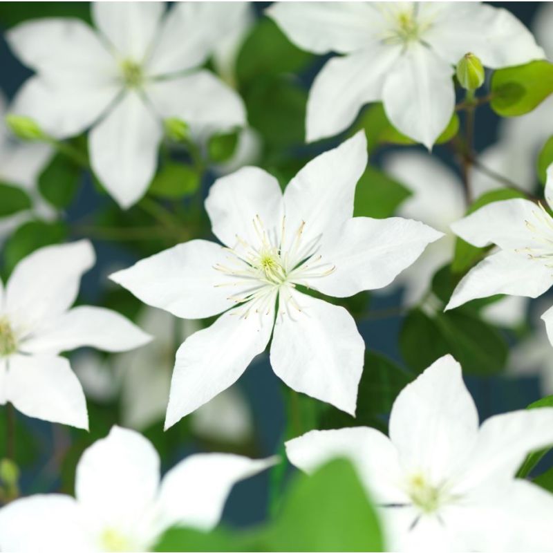 Clematis So Many White Flowers