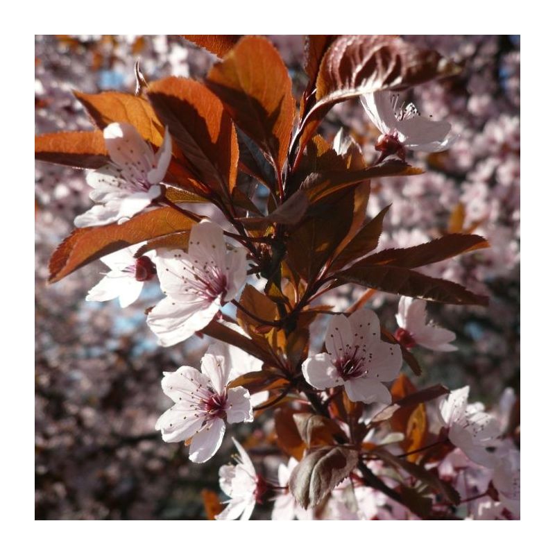 Prunus Cerasifera 'Nigra' - kruisdak