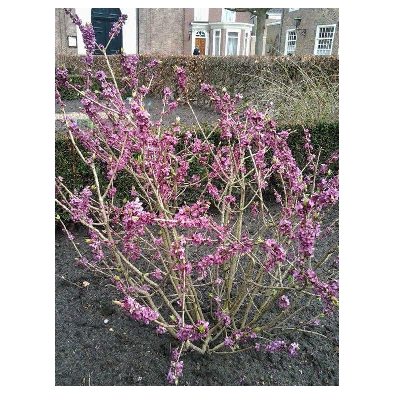 Daphne mezereum 'Rubra'