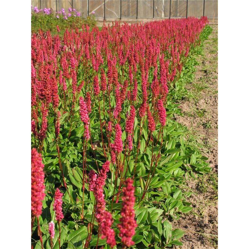 Persicaria Darjeeling Red - 6 stuks