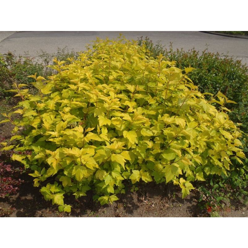 Physocarpus Dart's Gold